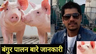 बंगुर सम्बन्धि महत्त्वपूर्ण जानकारी || Bangur Palan || Pig Farm || Eps nepali sathi || korea ko kam