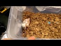 mating mice