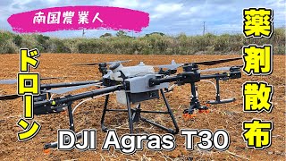 【サトウキビ】ドローン薬剤散布！　#薬剤散布　#ドローン #農業用ドローン　#dji #サトウキビ #スマート農業