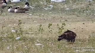 ~ Mississippi River Flyway - Co spłoszyło ptaki ? ~