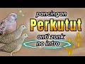 SUARA PERKUTUT LOKAL GACOR UNTUK PANCINGAN AMPUH #perkutut #perkututlokal