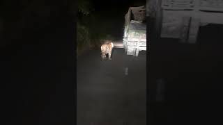 Tiger Live Attack at Bardiya National Park at Night Lifetime Experience.