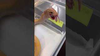 蛇オタ女子の日常 〜 蛇のお食事を覗き見 ボールパイソンの給餌をご紹介 〜 #ballpython #爬虫類 #ボールパイソン #ボールパイソン繁殖