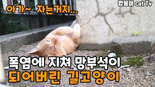 폭염에 지쳐 망부석 되 버린 길고양이 7년을기다려  급식소에서 탈피를하는 매미들에 삶