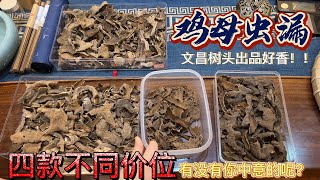 为什么海南岛文昌地区这么盛产高质量的沉香虫漏，看完这一期让你全都懂