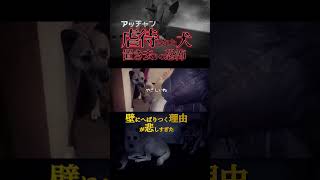 虐待され置き去りにされた犬のトラウマ！壁にへばりつく衝撃の末路#shorts