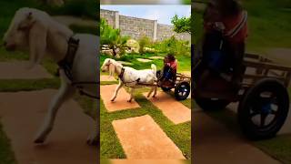 monkey and goat friendship #funny #viral #trending #shorts