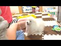 生後３ヶ月の子犬に初めてのおやつ🐶♡おすわり練習中です🐶【ぽこあぽこ】puppy training treats