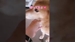 おもてなしの柴犬