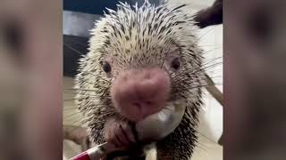 Porcupine Rico enjoys peanut butter treat