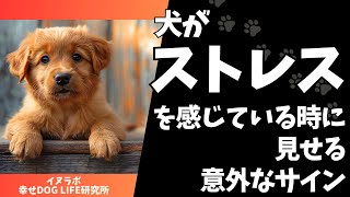 犬がストレスを感じている時に見せる意外なサイン