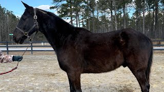 Black gelding driving