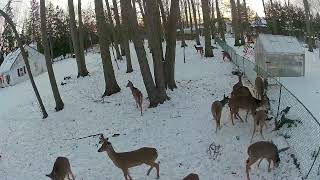 Deer cam  1/24 2025