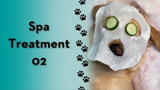 The most pampered pet! #shorts #dog #labrador #spa