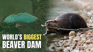 A Beaver Dam So Big It Changed a National Park