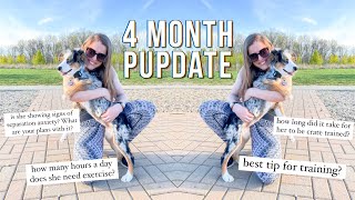 A Day in the Life of My 4 Month Old Australian Shepherd & Answering Your Questions | 4 Month Pupdate