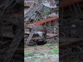 female sparrowhawk with starling prey wildlife nature hawk