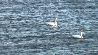 Laulujoutsen. ( Cygnus cygnus ). Whooper Swan