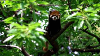 木登りレッサーパンダ　Lesser panda on tree