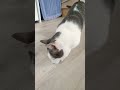 mr grieves the little munchkin cat play with me like u0026 subscribe for more cute munchkin cat