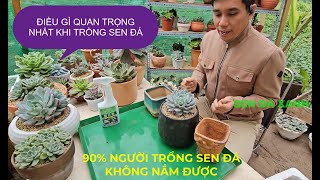 TRỒNG SEN ĐÁ ĐIỀU GÌ QUAN TRỌNG NHẤT ? CÓ KẾT QUẢ KIỂM CHỨNG | #succulents #senda #多肉植物 #다육이들