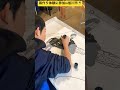 【体験学習教室】⑥凧作り体験に参加したよ🪁 北海道旭川市✨ ninjya shorts 旭川市 hokkaido 北海道 トレーシー スティーブ 凧作り カムイの杜公園