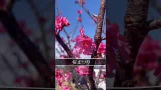 桜まつり行って顔が花になったよ🌸 #日本一早い#沖縄#cherryblossom