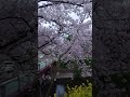 桜並木と菜の花 愛知県岩倉市五条川