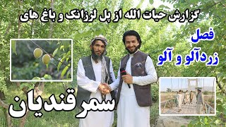 Balkh, Samarqandian, گزارش زیبای بهاری، سمرقندیان ولایت بلخ، باغ، میوه افغانی، پل لرزانک