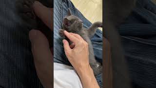 子猫動画【肉球かわいい】🐱 #shorts