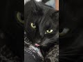 舌をしまい忘れている黒猫。a black cat who has forgotten to put away his tongue.