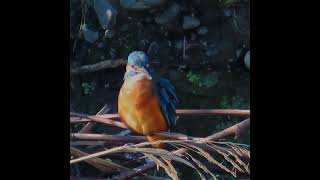 カワセミ狛江地区お父さんショート 2024 11 13 #カワセミ #野鳥 #birds #wildlife #nature #自然観察ぶらり散歩