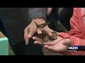 Flutter Fest: Monarchs released at Louisville Zoo