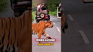 BUMPER SIGHTING CORBETT TIGER RESERVE #dhelazone