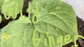 Plant Of The Week: Wild Ginger (Asarum canadense)