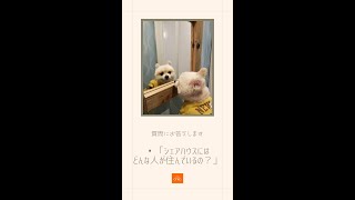 🐕「シェアハウスには、どんな人が住んでいるの？」【質問にお答えします_132】#ペット可シェアハウス #ペット可賃貸 #多頭飼い #大型犬可 #オンコ株式会社