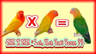 Pasangan Lovebird MM X MM Yang Sebaiknya Di Hindari Karena Berbeda Mutasi