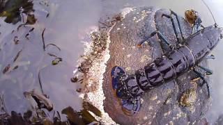 Boulmer, Northumberland, Creatures of the Deep.