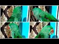 cute parrot talking many words