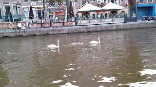 Zwanen met welpen.Swans and their cubs.Łabędzie.