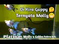 Sepintas Mirip ikan Guppy 😬 Hasil Kawin silang Molly berbeda Jenis | Platinum x Golden Motif |