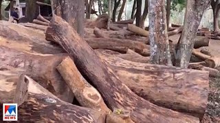 മരംമുറിക്കേസ്; വിവാദ ഉത്തരവ് വൈകിപ്പിച്ചത് നിയമവകുപ്പിന്‍റെ മെല്ലെപ്പോക്ക് | Muttil tree felling