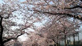 2011日本桜百選ー山崎川