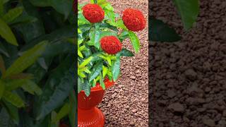 ചാണക വെള്ളത്തിൽ തെച്ചി തഴച്ചു#kerala  garden ideas #youtubeshorts #trendingshorts #gardening