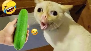 Funniest Dogs and Cats of 2024😼🐶||Try Not To Laugh – MeowLoLL