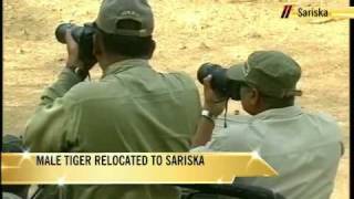 Grand reception for male tiger in Sariska