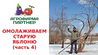 ОМОЛАЖИВАЕМ СТАРУЮ ЯБЛОНЮ. ОБРЕЗКА И ФОРМИРОВАНИЕ КРОНЫ. (часть 4)