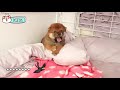 시바견 성장기 04 따닥이 삼촌을 만나다 견생 4주차