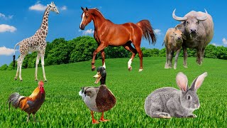 Amazing Animal Moments : Buffalo, Horse, Giraffe, Chicken, Duck, Dog, Rabbit – Animal Videos