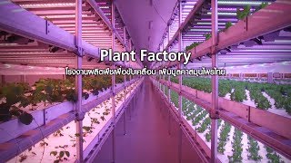 Plant Factory : โรงงานผลิตพืชเพื่อขับเคลื่อน เพิ่มมูลค่าสมุนไพรไทย